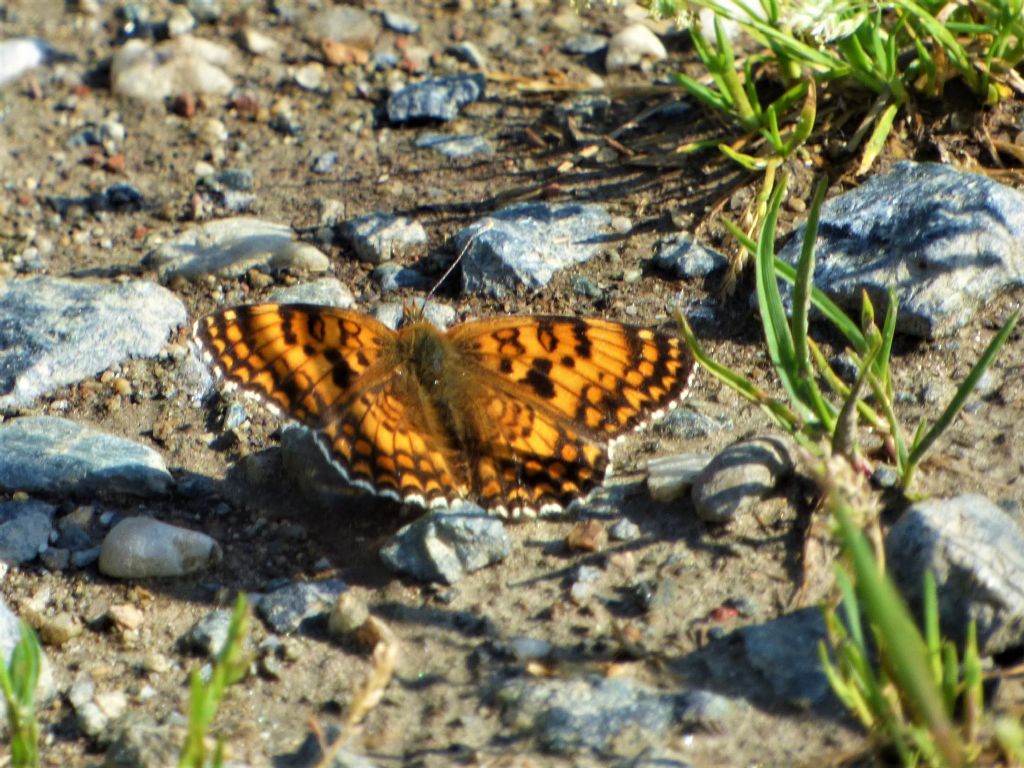 Melitaea phoebe